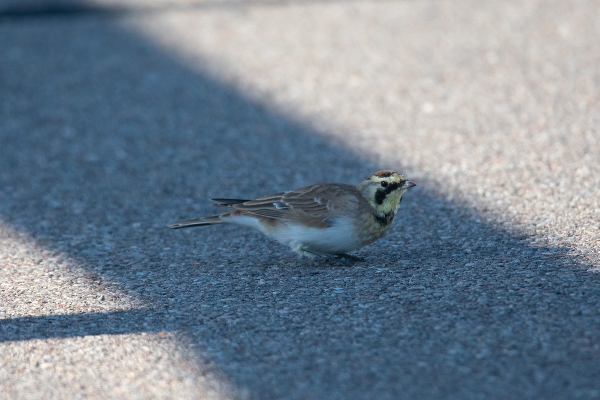 Horned Lark - ML642865353