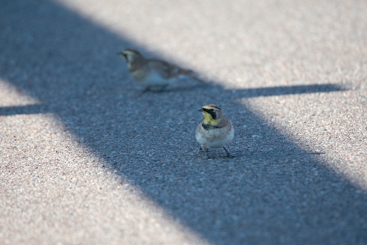 Horned Lark - ML642865357