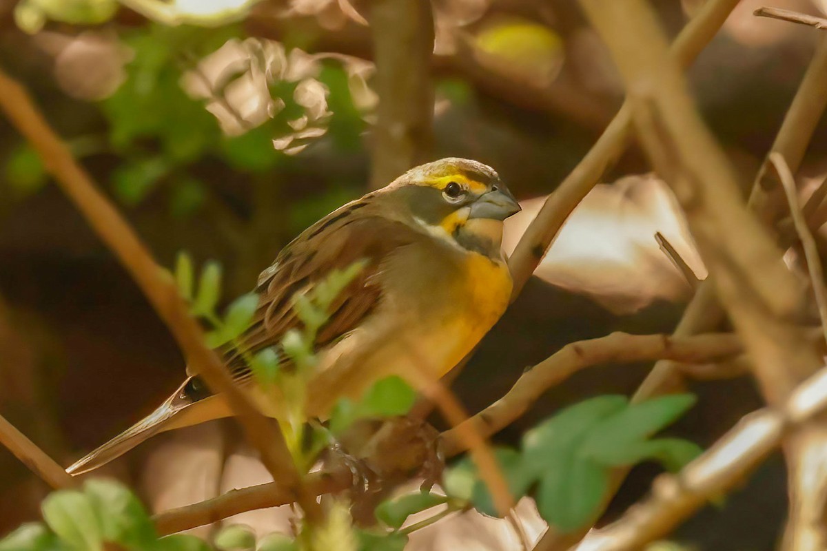 Dickcissel - ML642865361