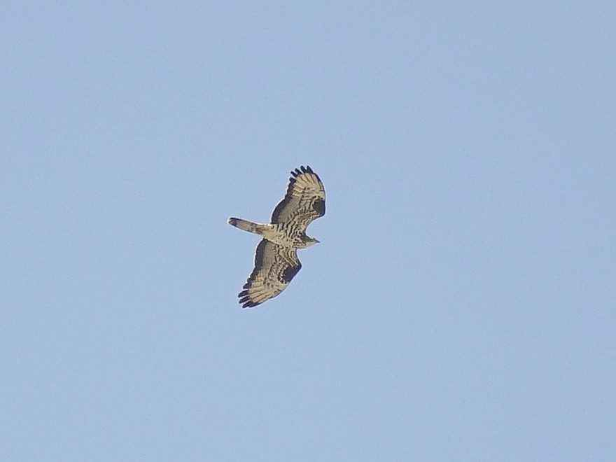 European Honey-buzzard - ML642865366
