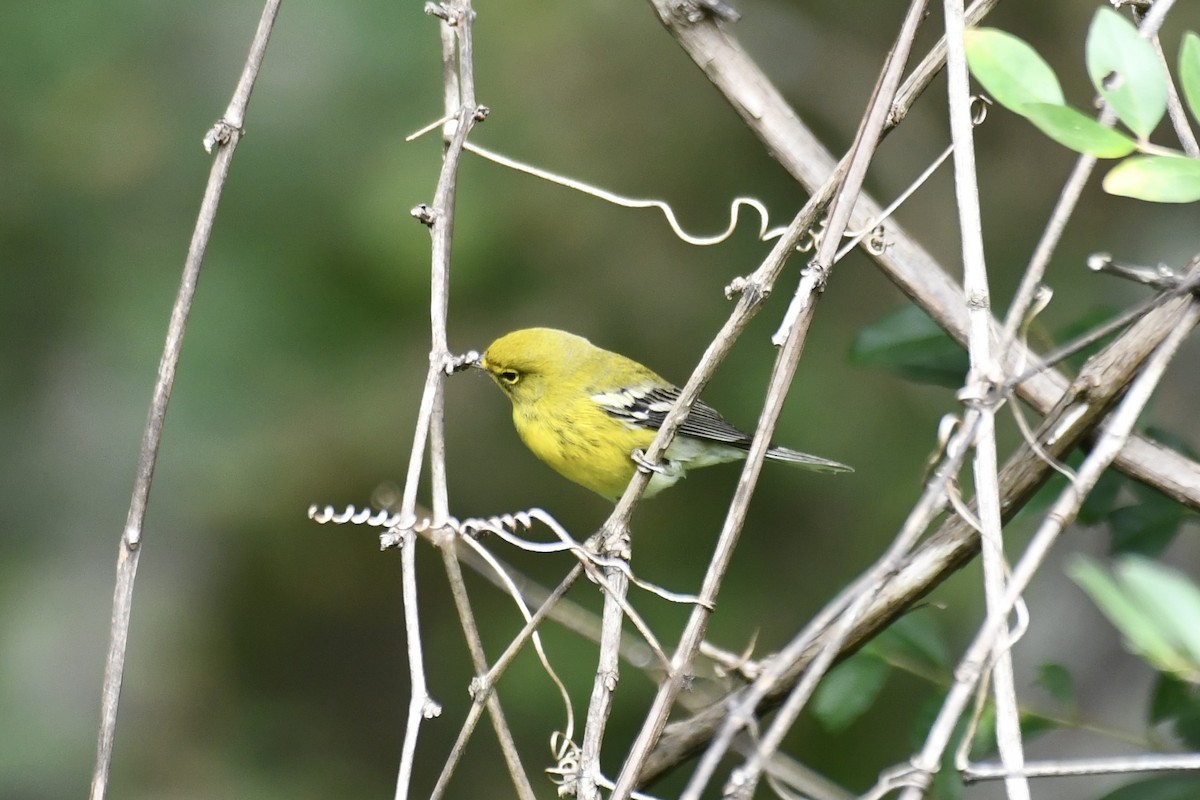 Pine Warbler - ML642865375