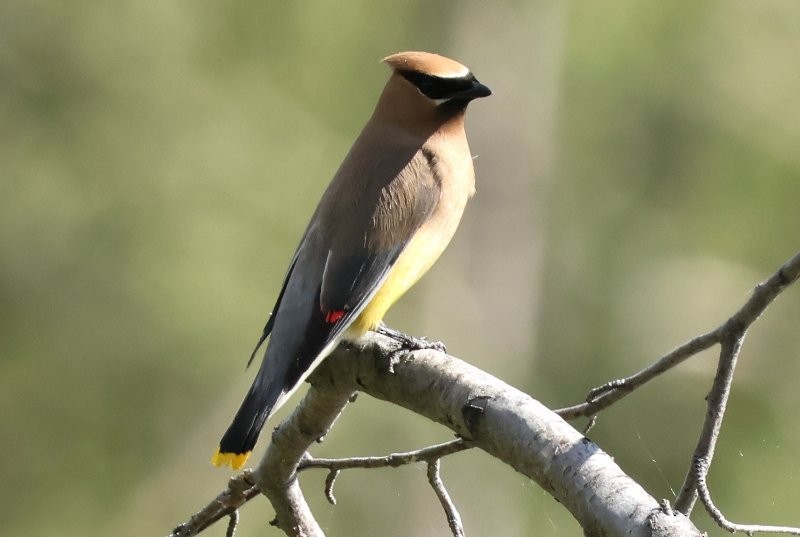 Cedar Waxwing - ML642865379