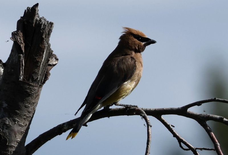 Cedar Waxwing - ML642865380