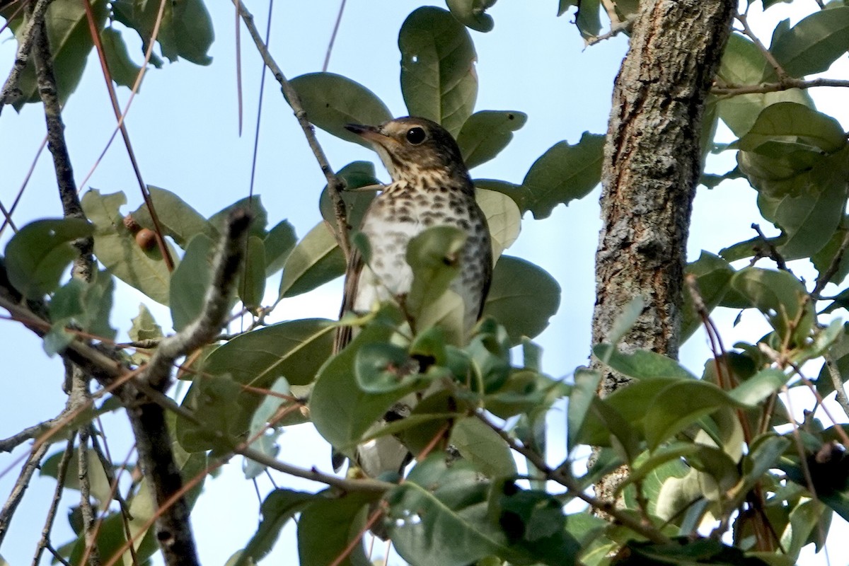 Swainson's Thrush - ML642865386