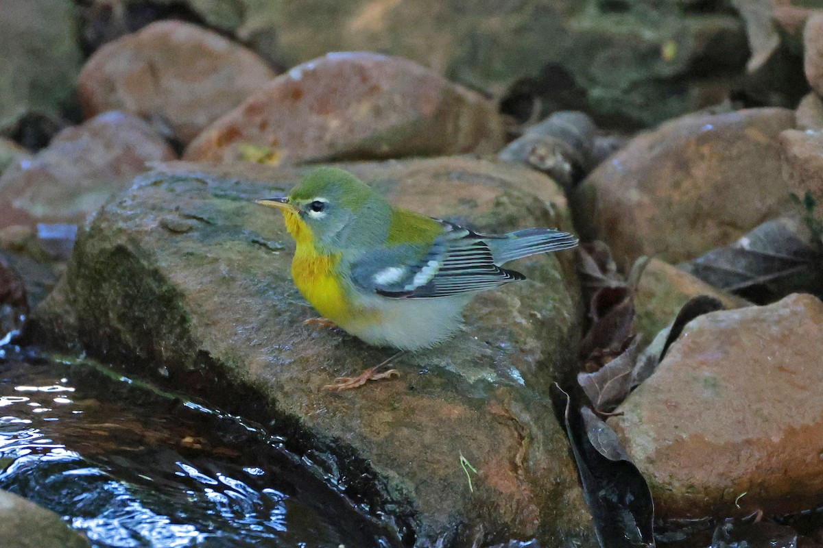 Northern Parula - ML642865400