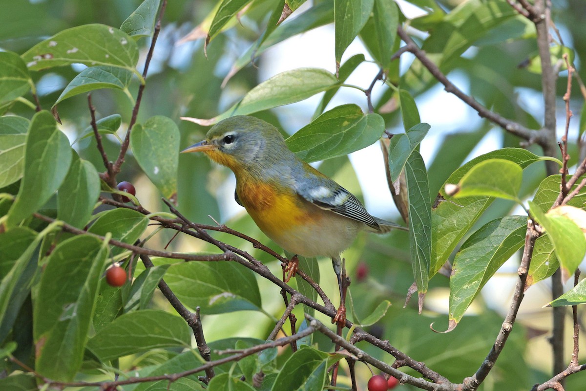 Northern Parula - ML642865401