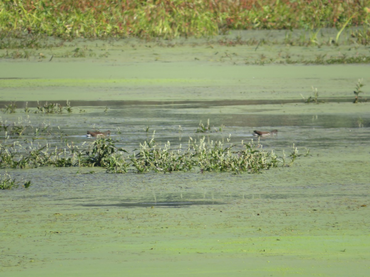 Common Gallinule - ML642865402