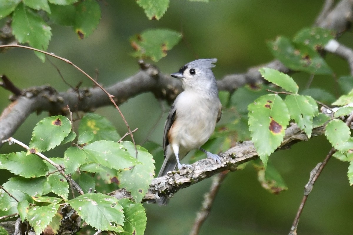 Tufted Titmouse - ML642865404