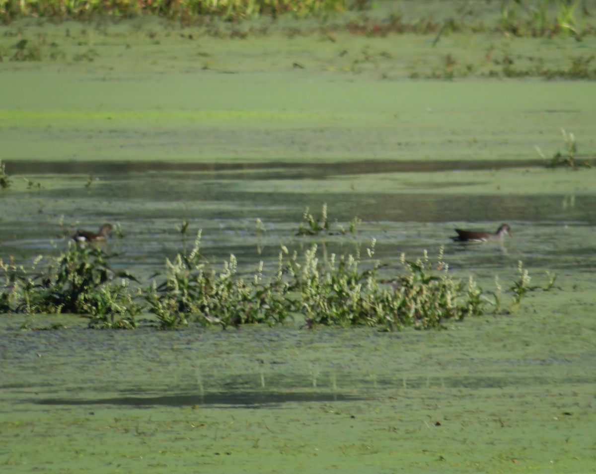 Common Gallinule - ML642865408