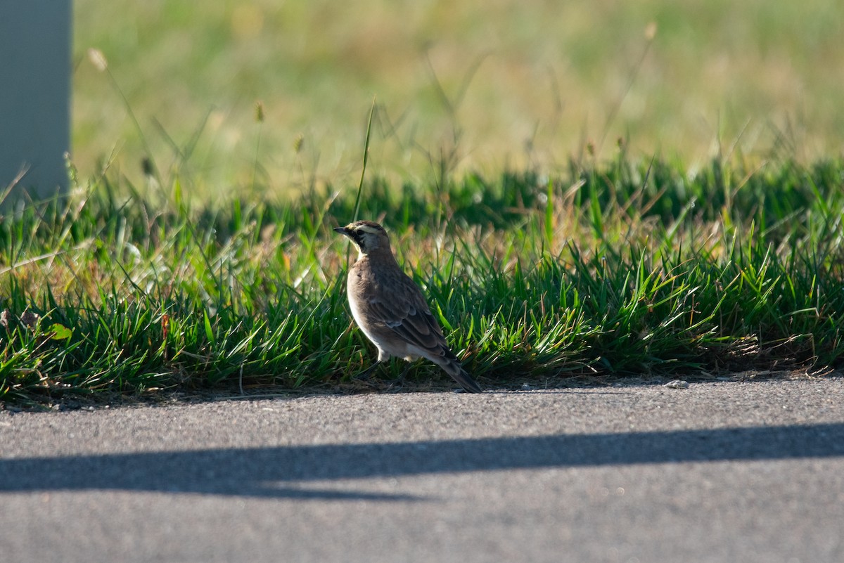 Horned Lark - ML642865409