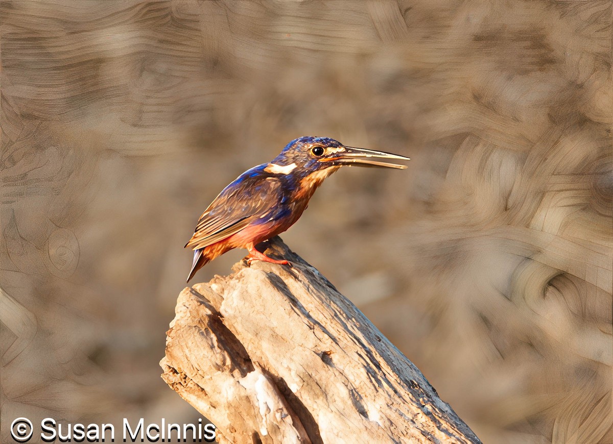 Azure Kingfisher - ML642865410