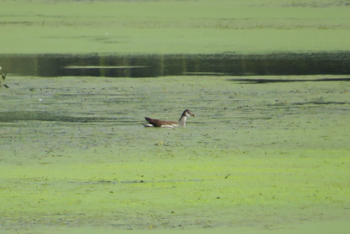 Common Gallinule - ML642865412