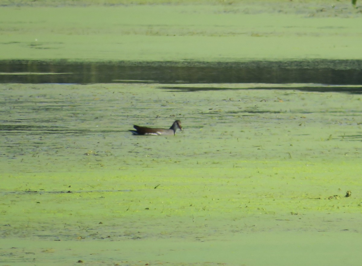 Common Gallinule - ML642865435