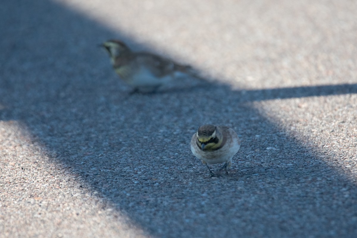 Horned Lark - ML642865437