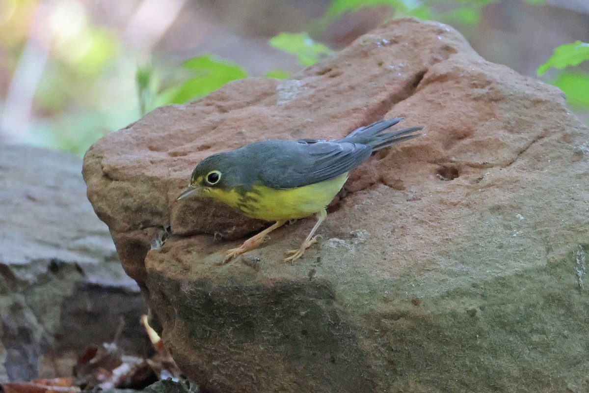 Canada Warbler - ML642865441
