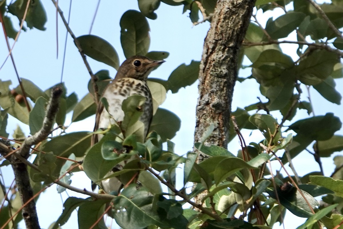 Swainson's Thrush - ML642865457