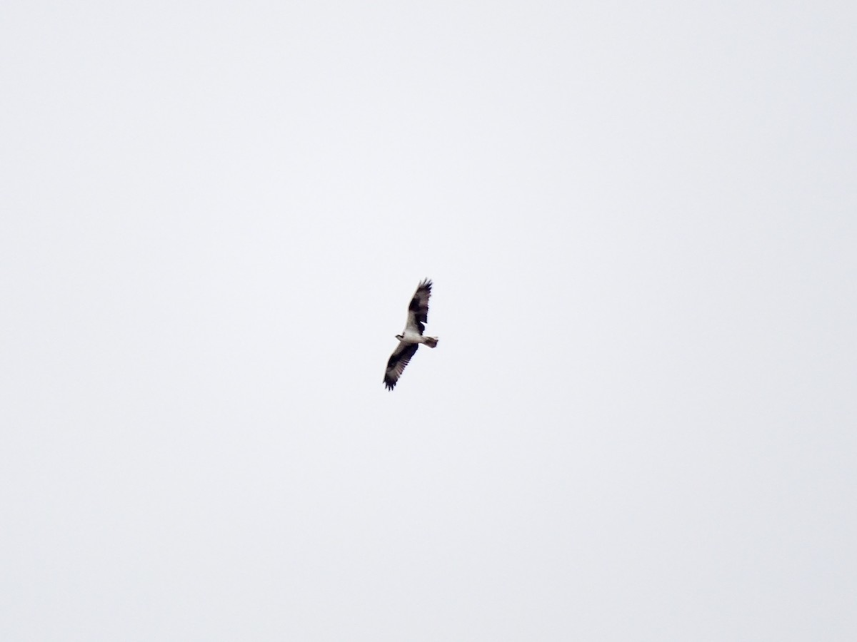Osprey - ML642865458