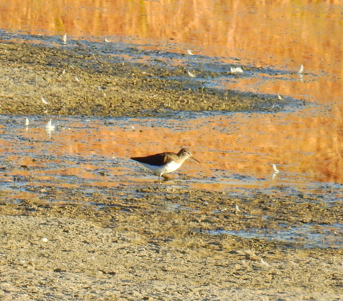 Green Sandpiper - ML642865463