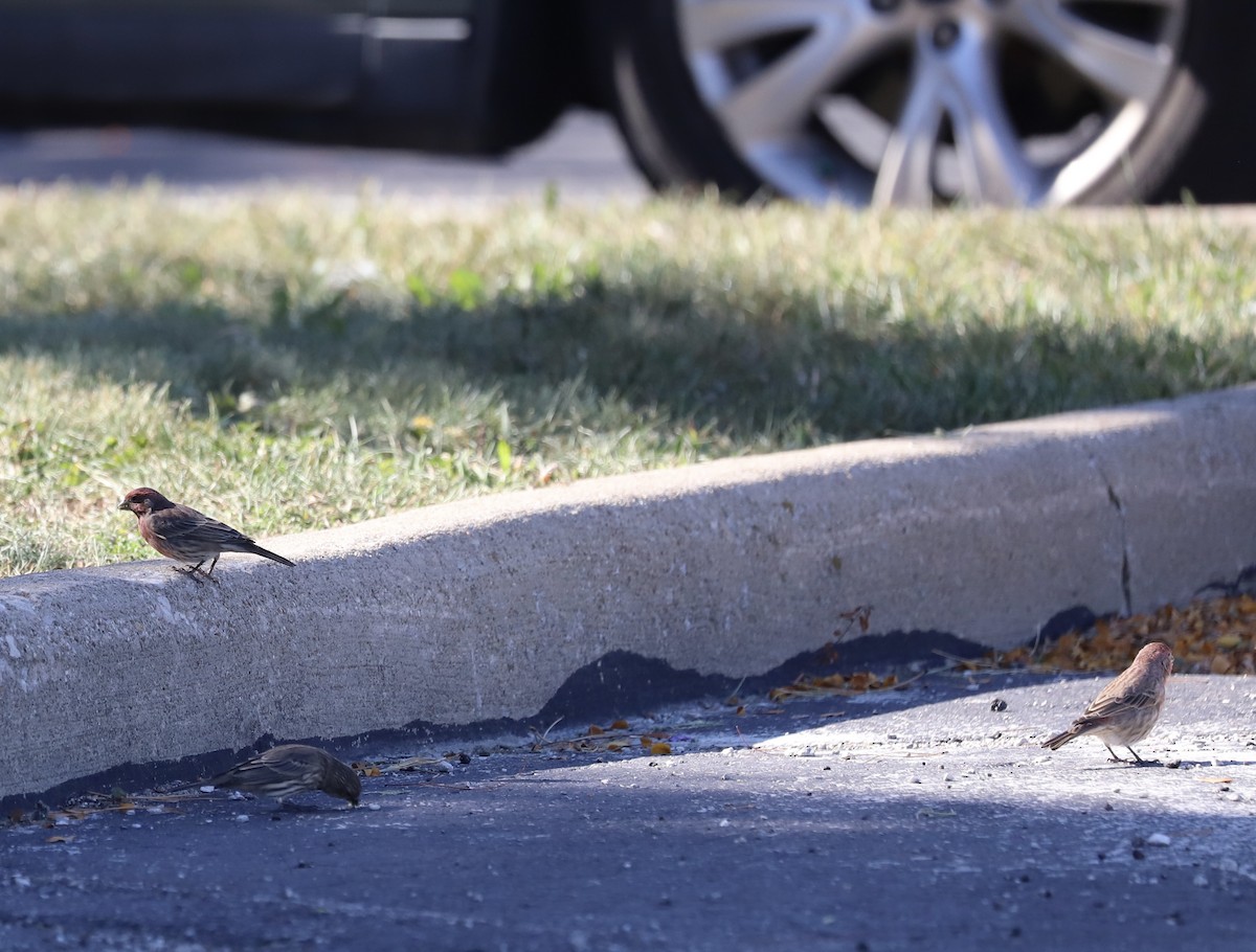 House Finch - ML642865469
