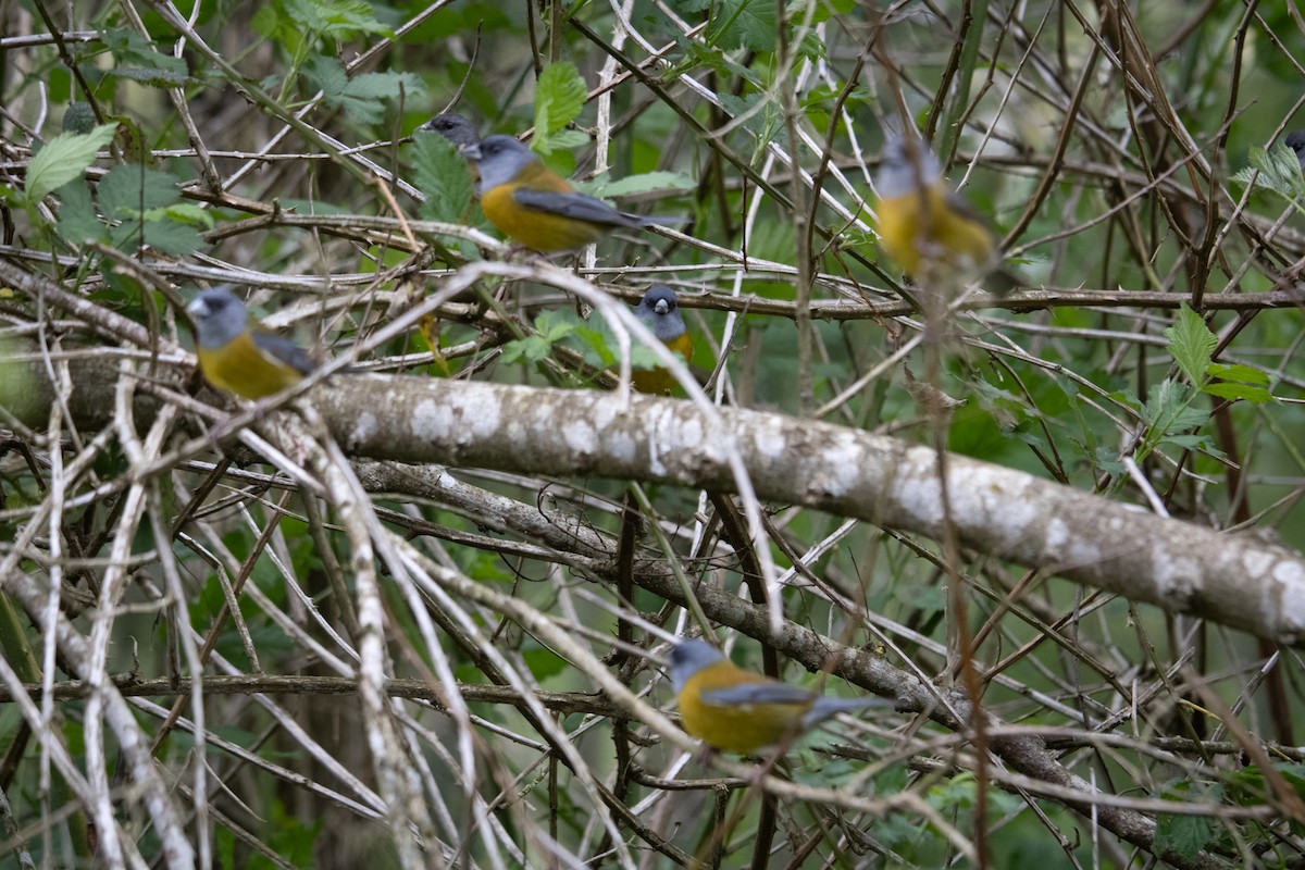 Patagonian Sierra Finch - ML642865470
