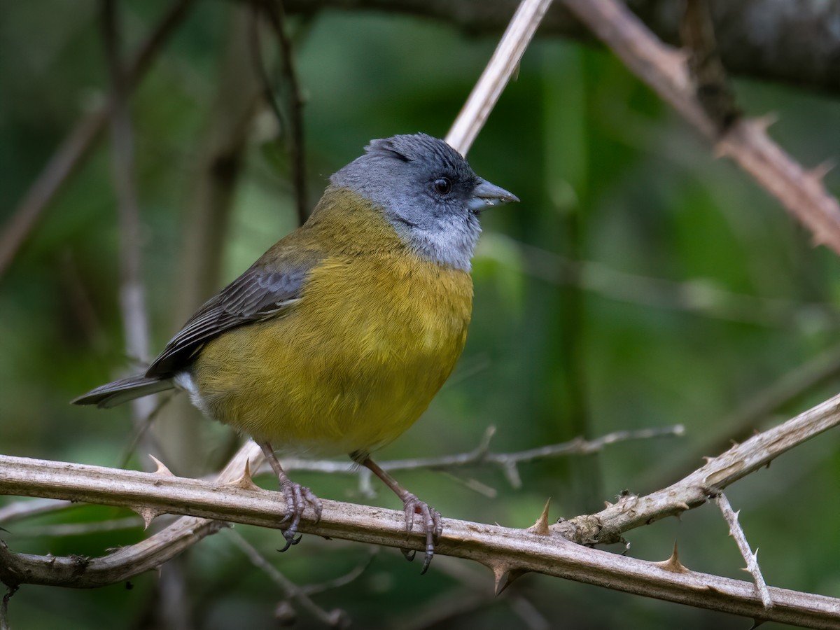 Patagonian Sierra Finch - ML642865471