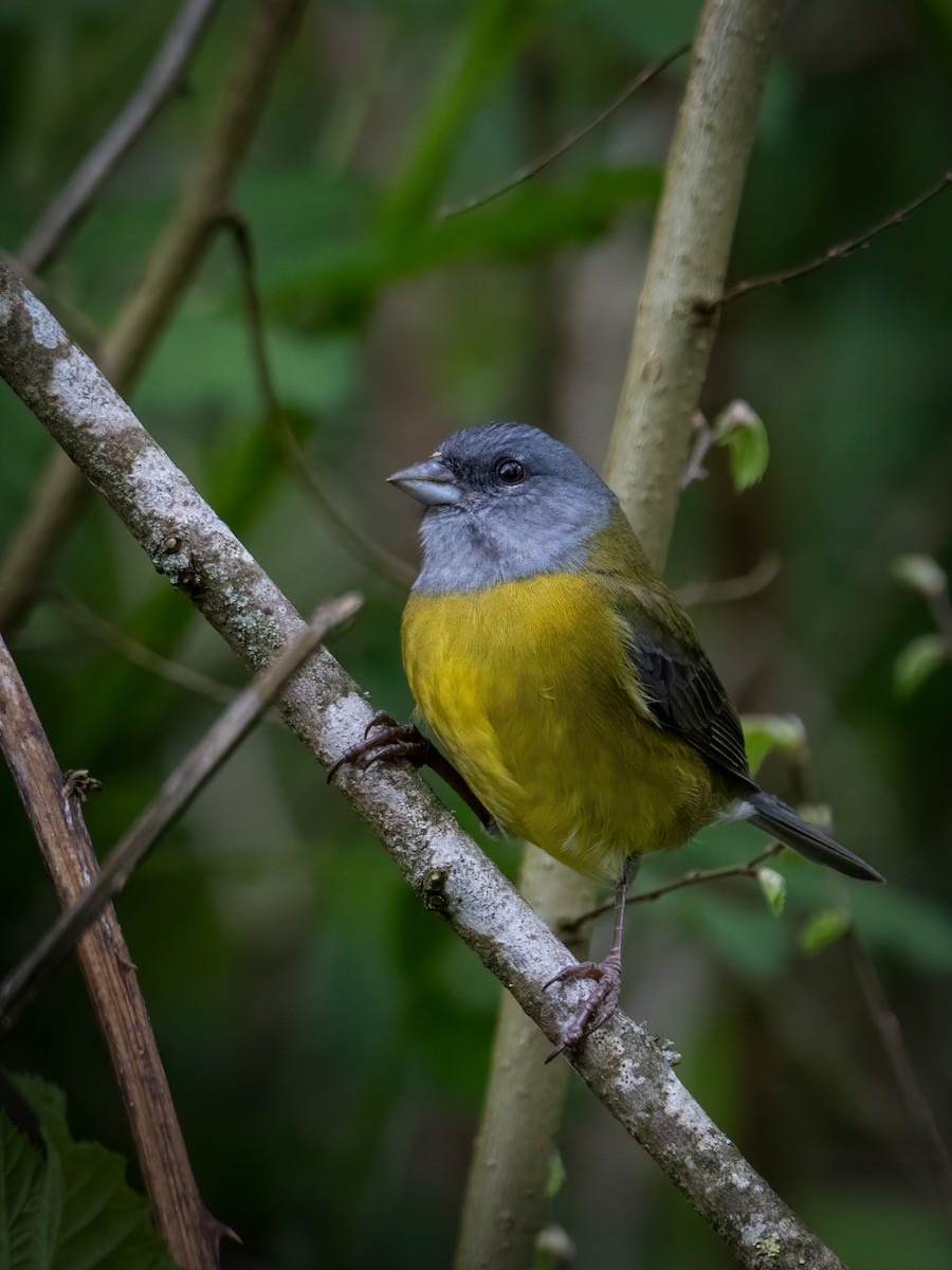 Patagonian Sierra Finch - ML642865472