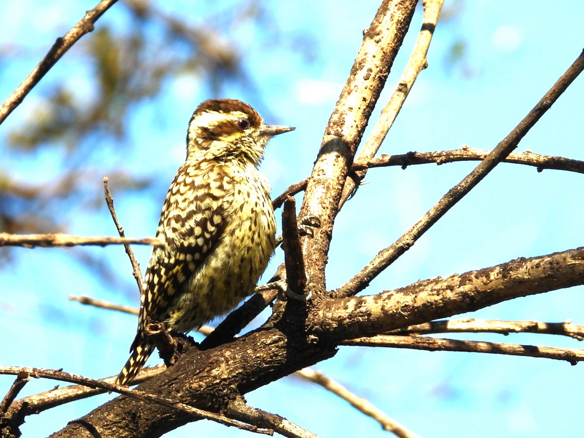 Checkered Woodpecker - ML642865473