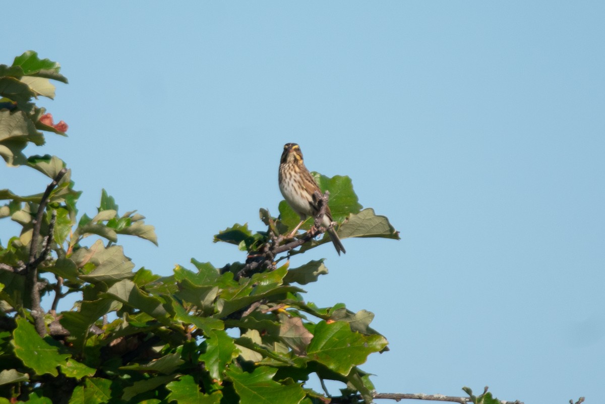 Savannah Sparrow - ML642865474