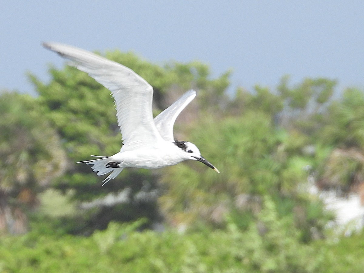 Sandwich Tern - ML642865500