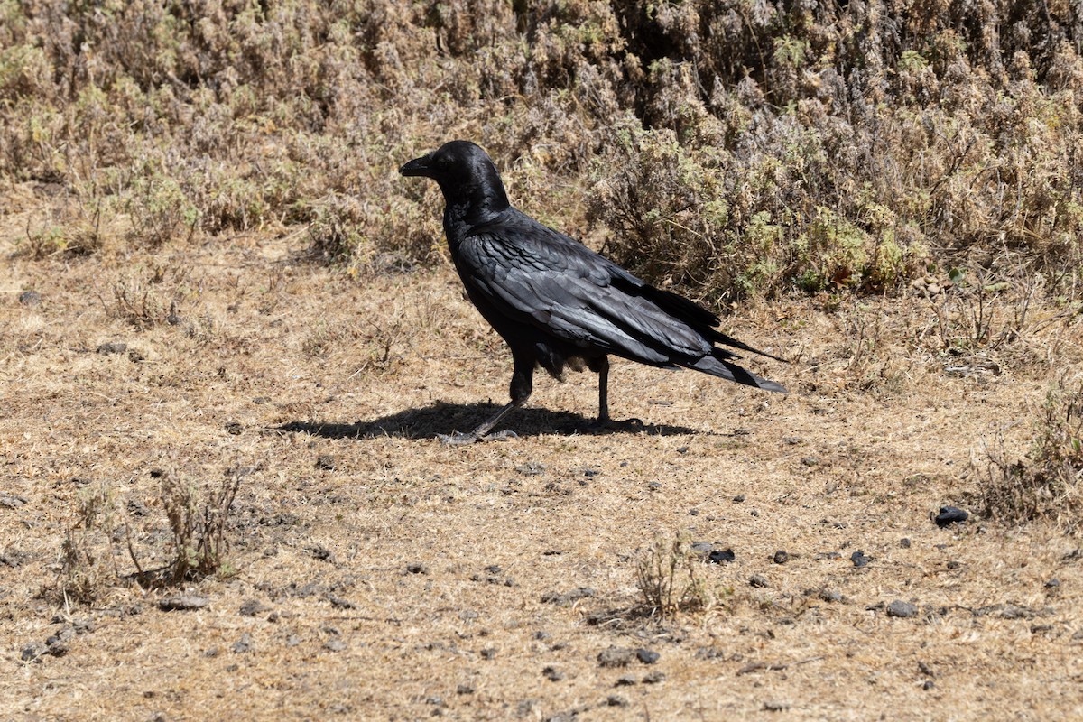 Fan-tailed Raven - ML642865501