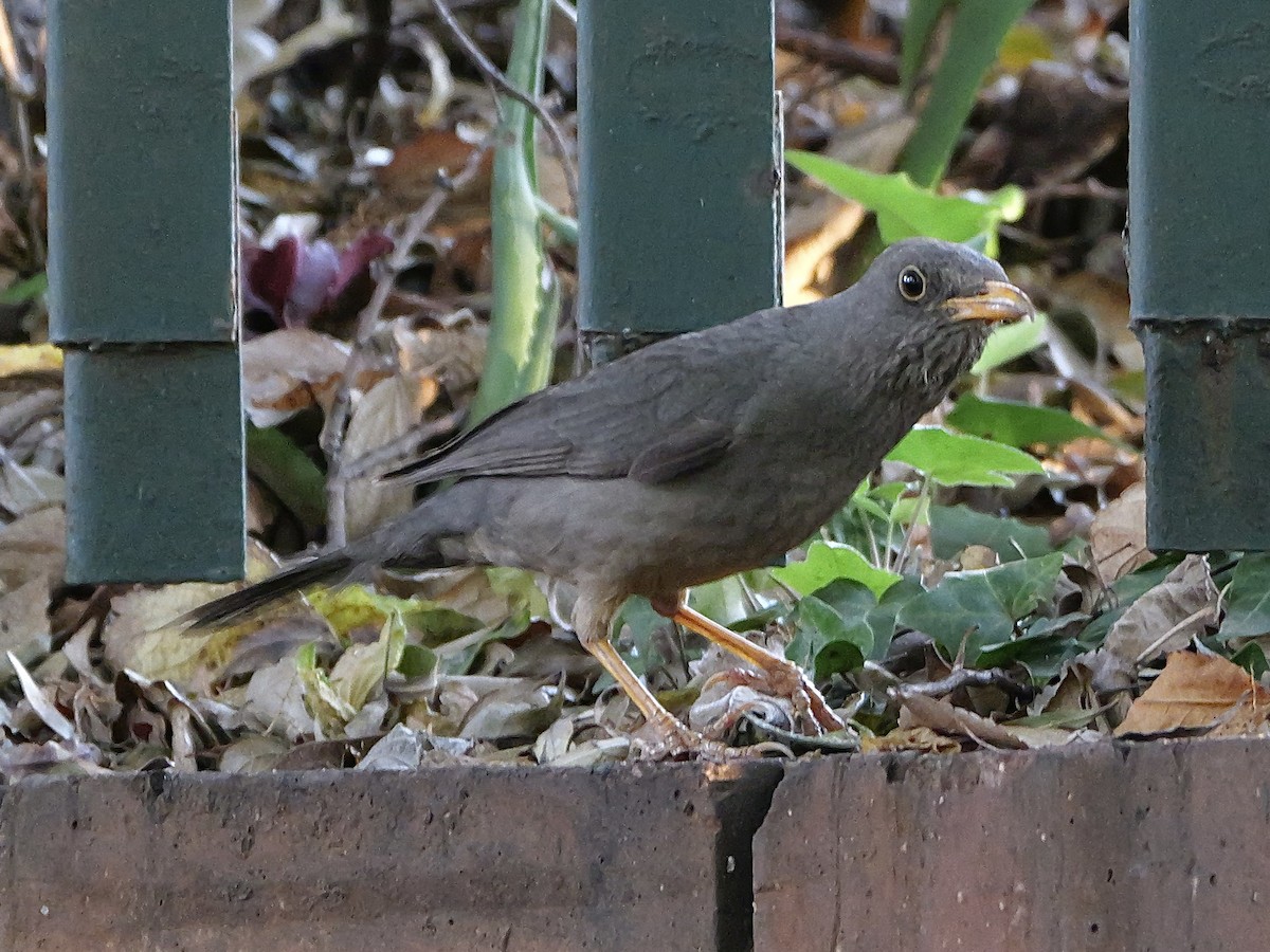 Karoo Thrush - ML642865511