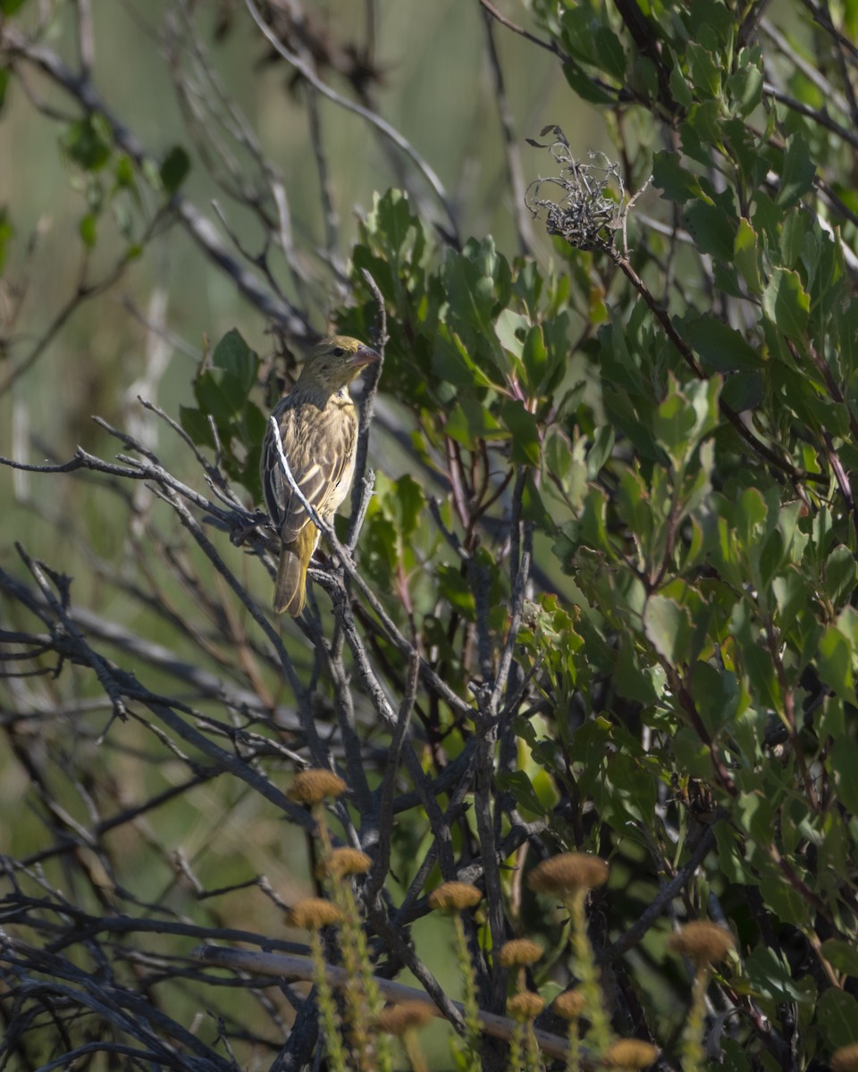 Cape Weaver - ML642865514