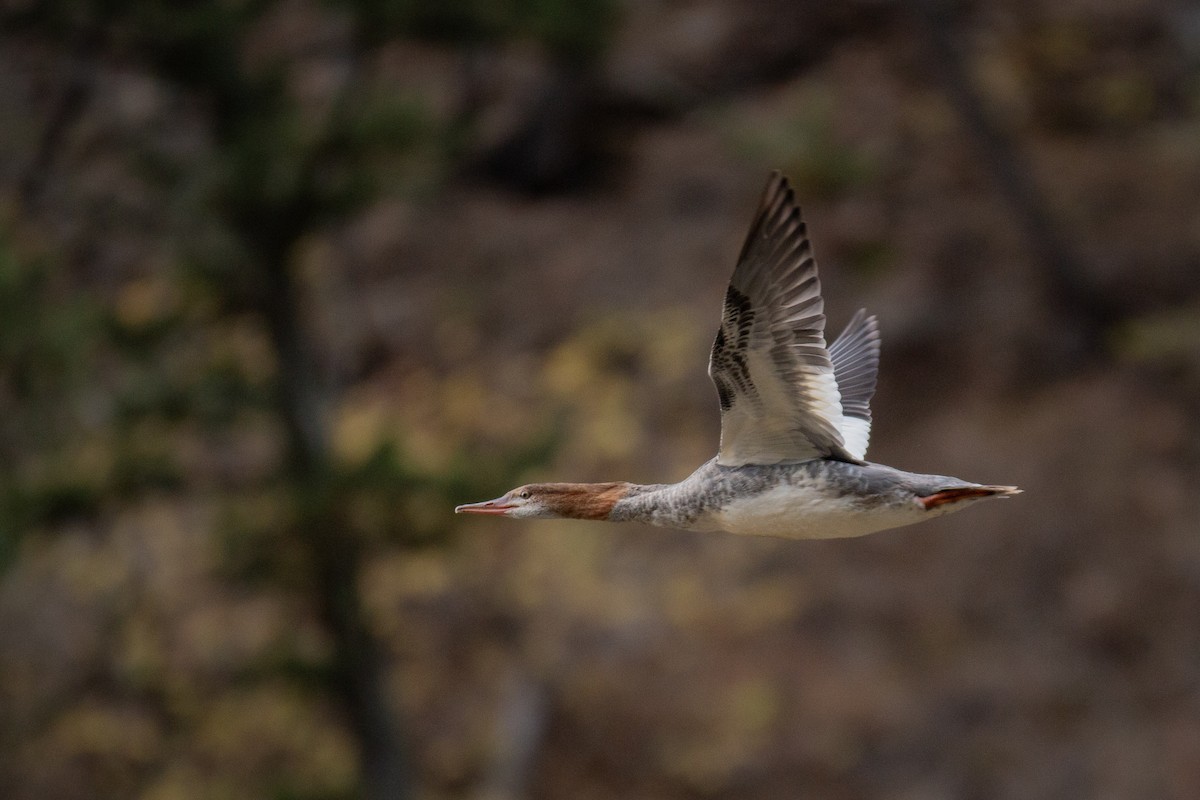 Common Merganser - ML642865515