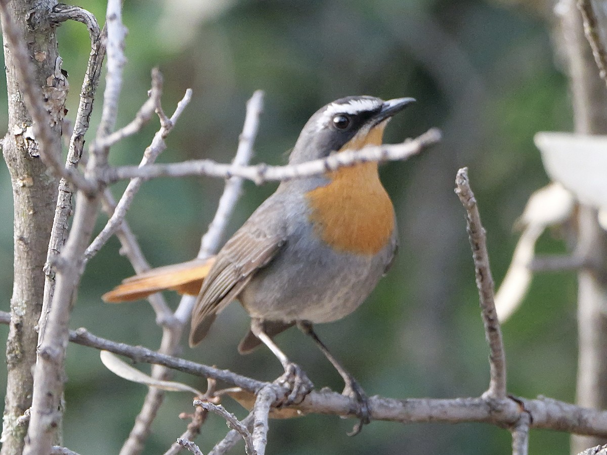 Cape Robin-Chat - ML642865521