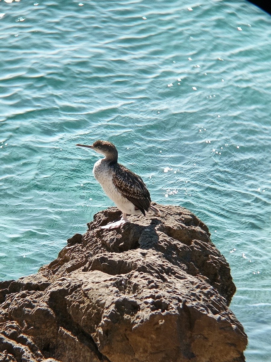 European Shag - ML642865523
