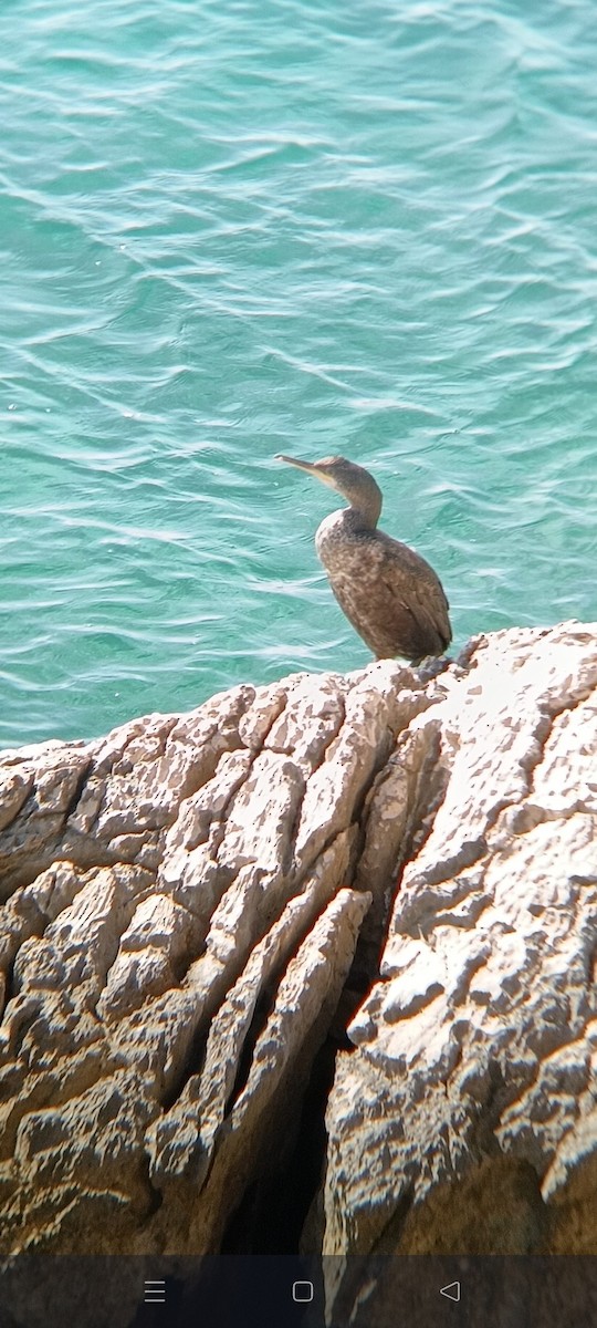 European Shag - ML642865524