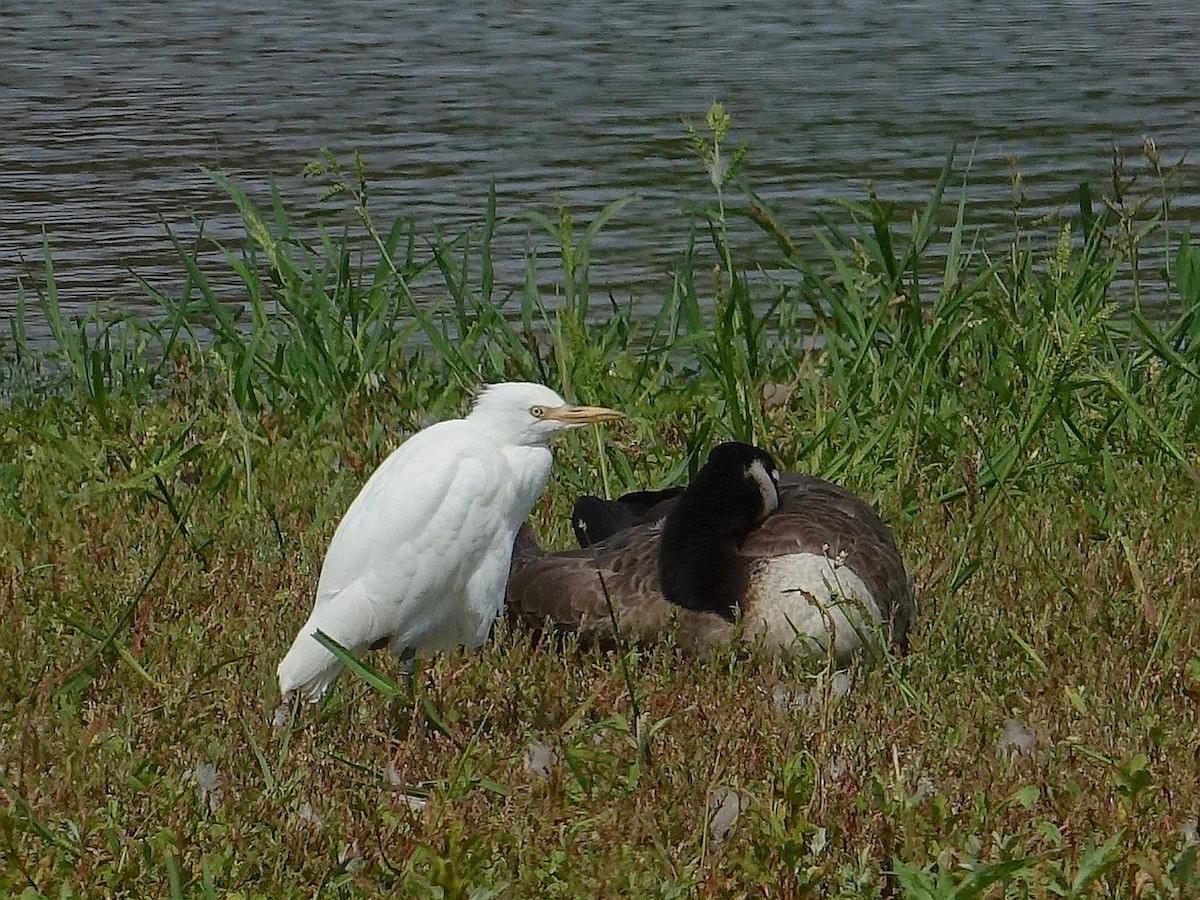 Western Cattle-Egret - ML642865525