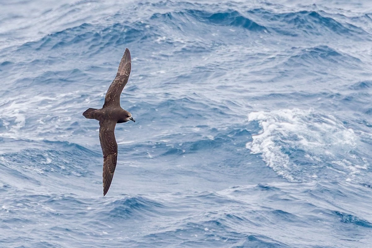 Gray-faced Petrel - ML642865537