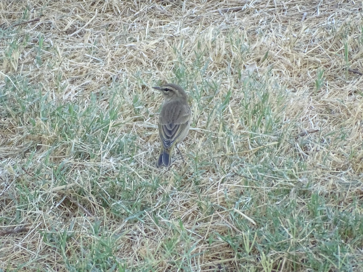 Palm Warbler (Western) - ML642865562