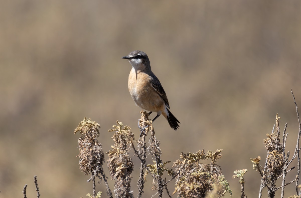 Rusty-breasted Wheatear - ML642865567