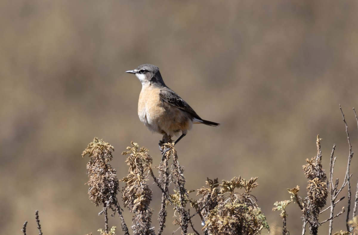 Rusty-breasted Wheatear - ML642865568