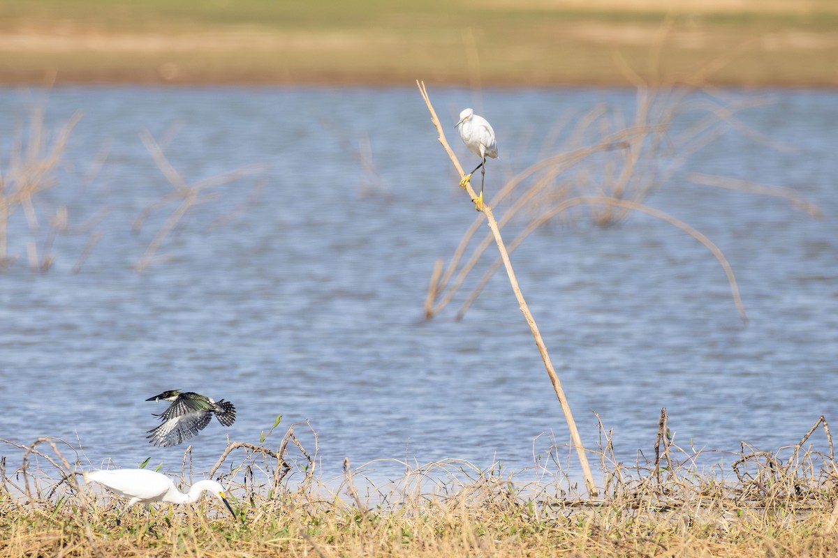 Martin-pêcheur d'Amazonie - ML642865578