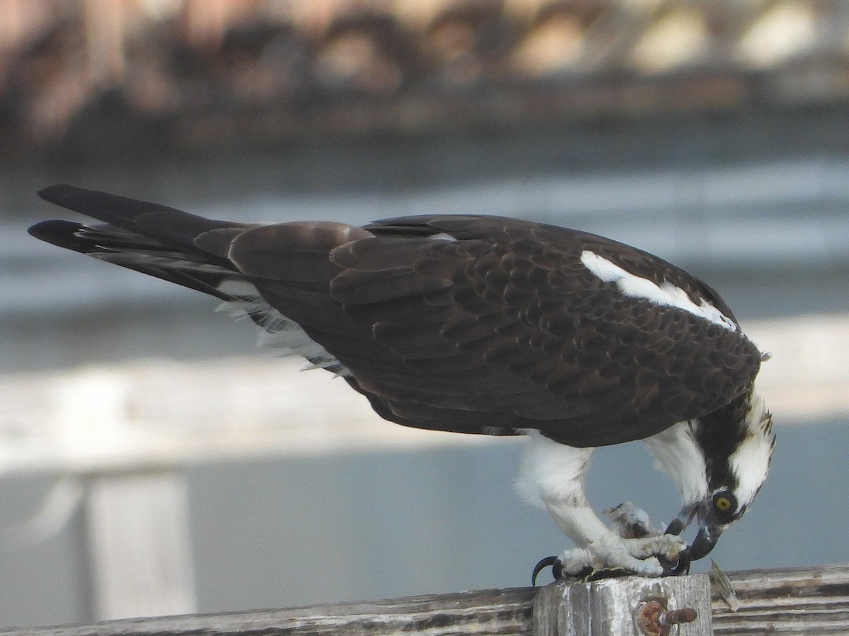 Osprey - ML642865579