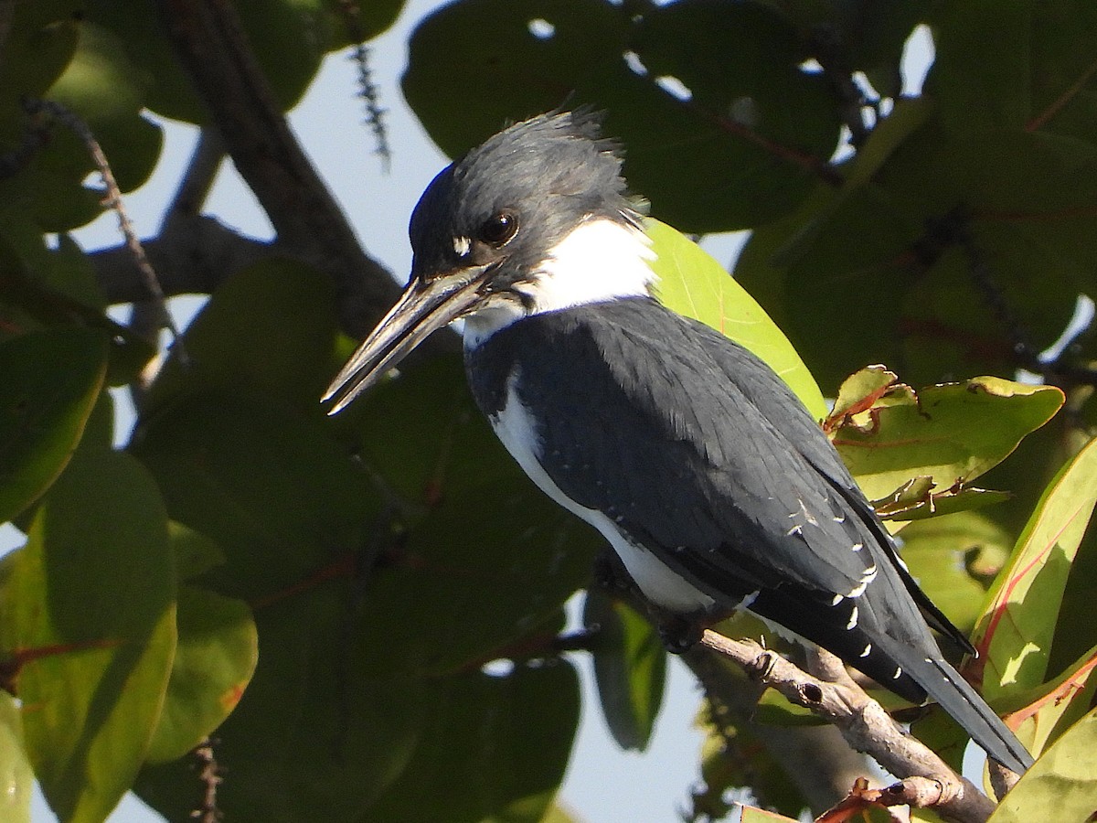 Belted Kingfisher - ML642865587