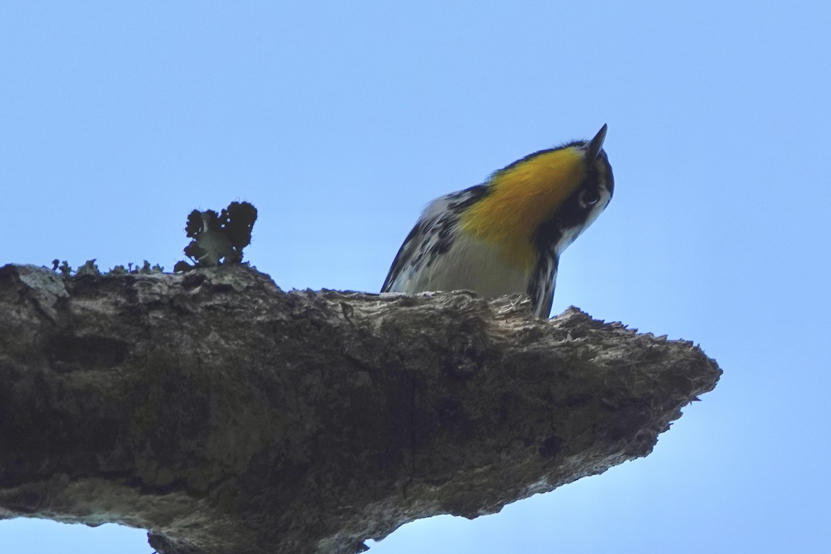 Yellow-throated Warbler - ML642865598