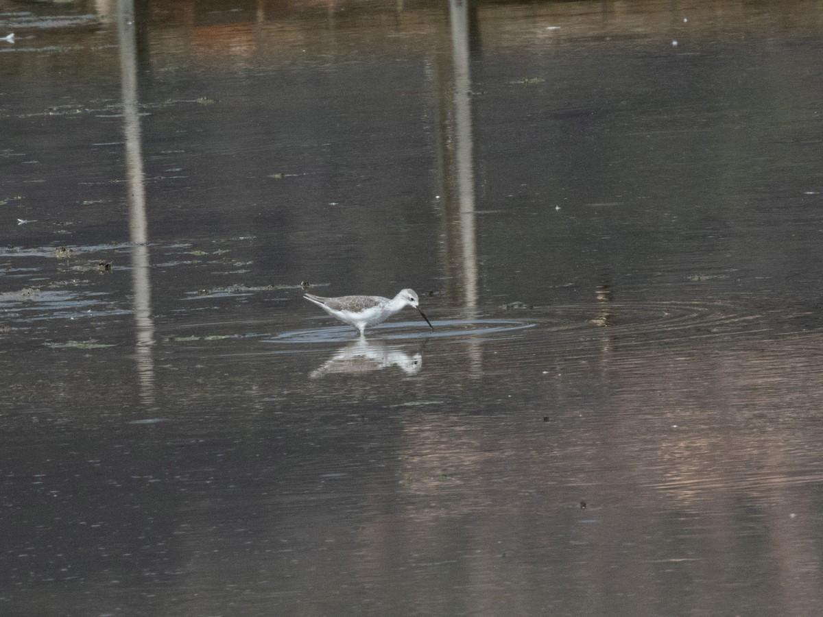 Marsh Sandpiper - ML642865600