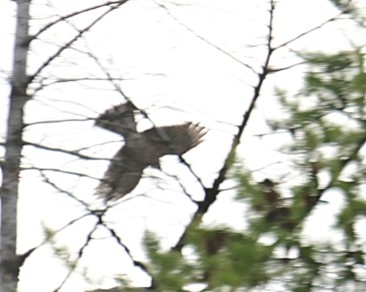 Sharp-shinned Hawk - ML642865602