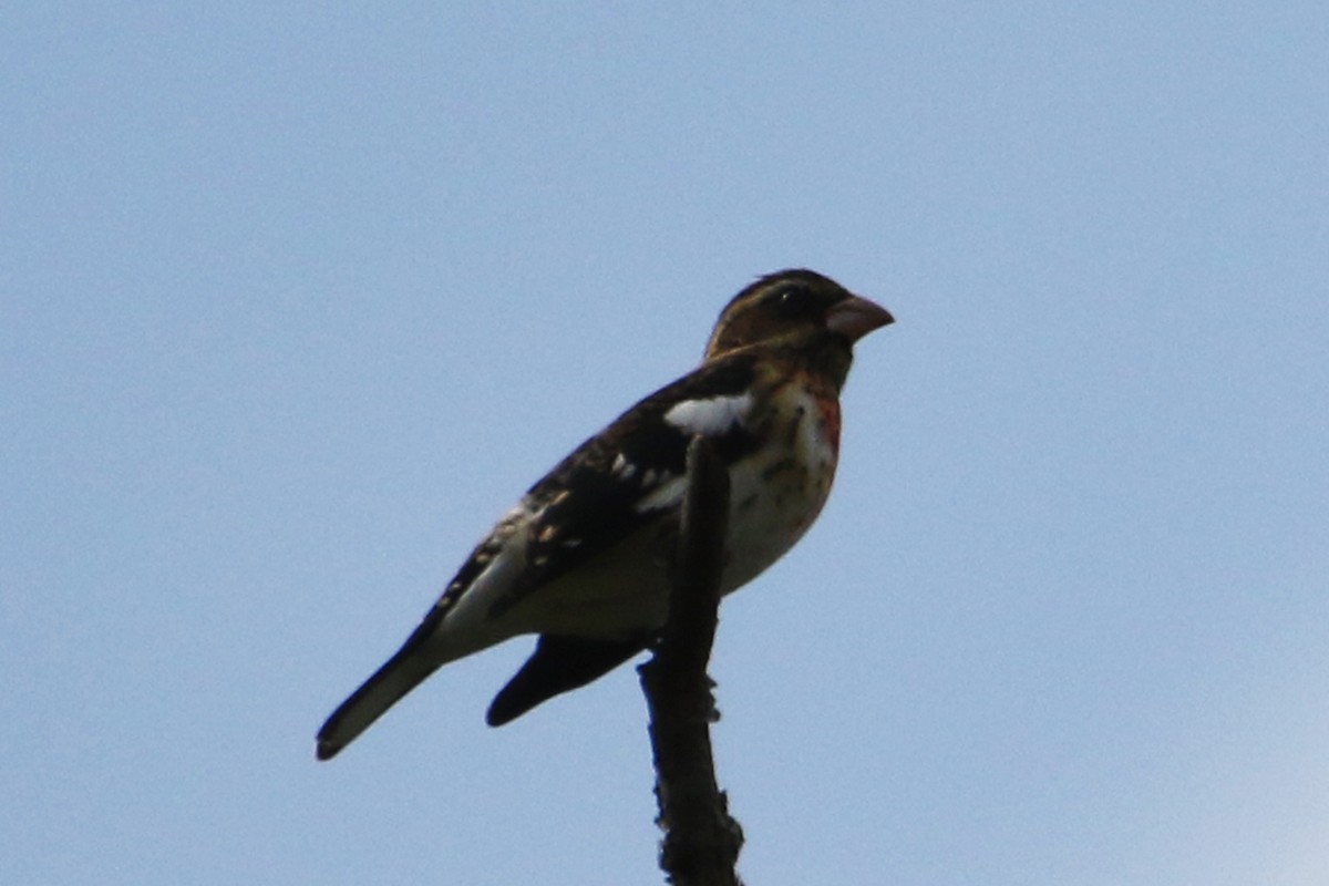 Rose-breasted Grosbeak - ML642865611