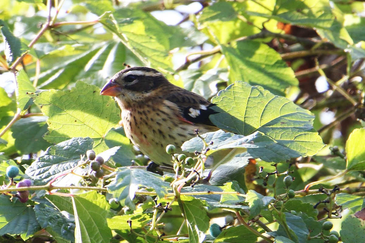 Rose-breasted Grosbeak - ML642865612