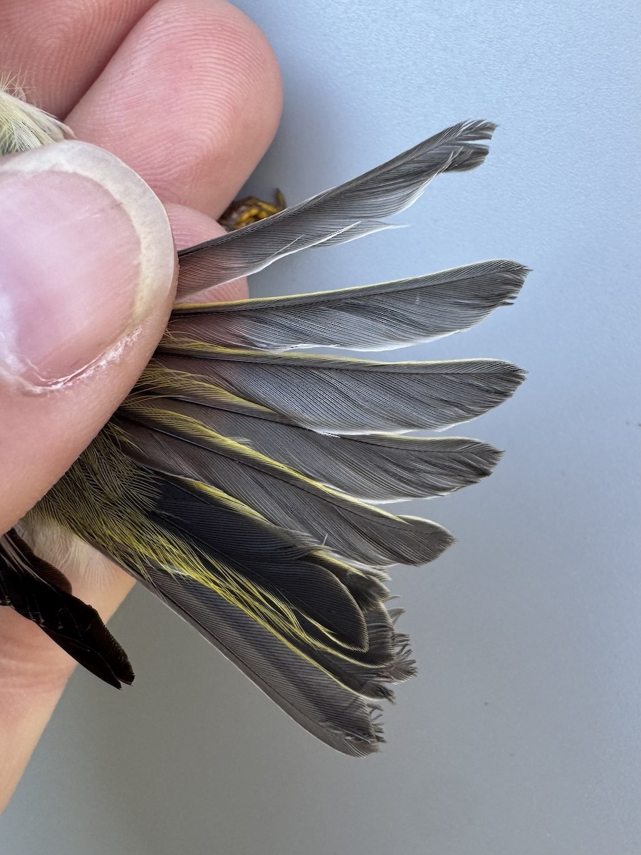 Ruby-crowned Kinglet - ML642865625